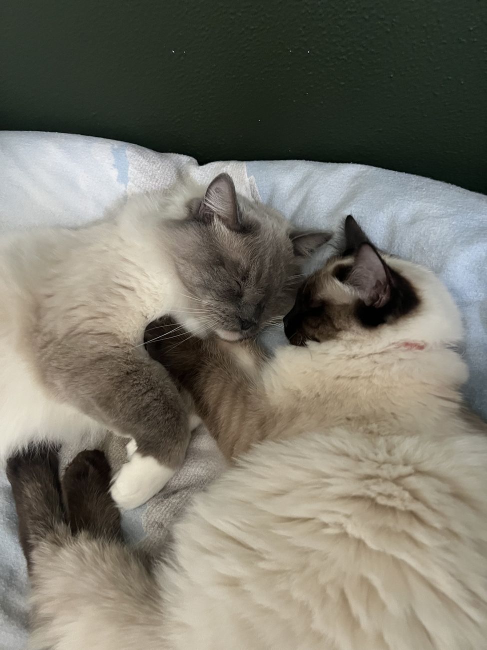 Katten Billy en Mila