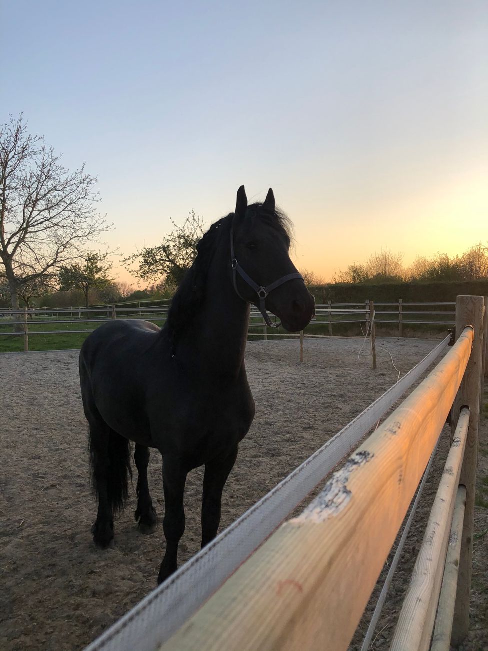 Paard Ravell